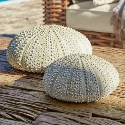 Lot de deux oursins décoratifs Kimbar