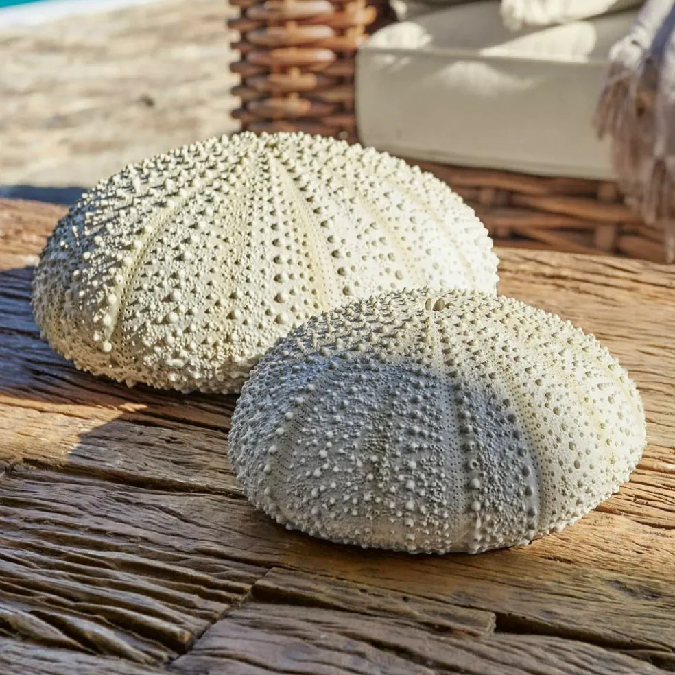 Lot de deux oursins décoratifs Kimbar