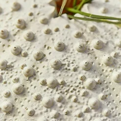 Lot de deux oursins décoratifs Kimbar