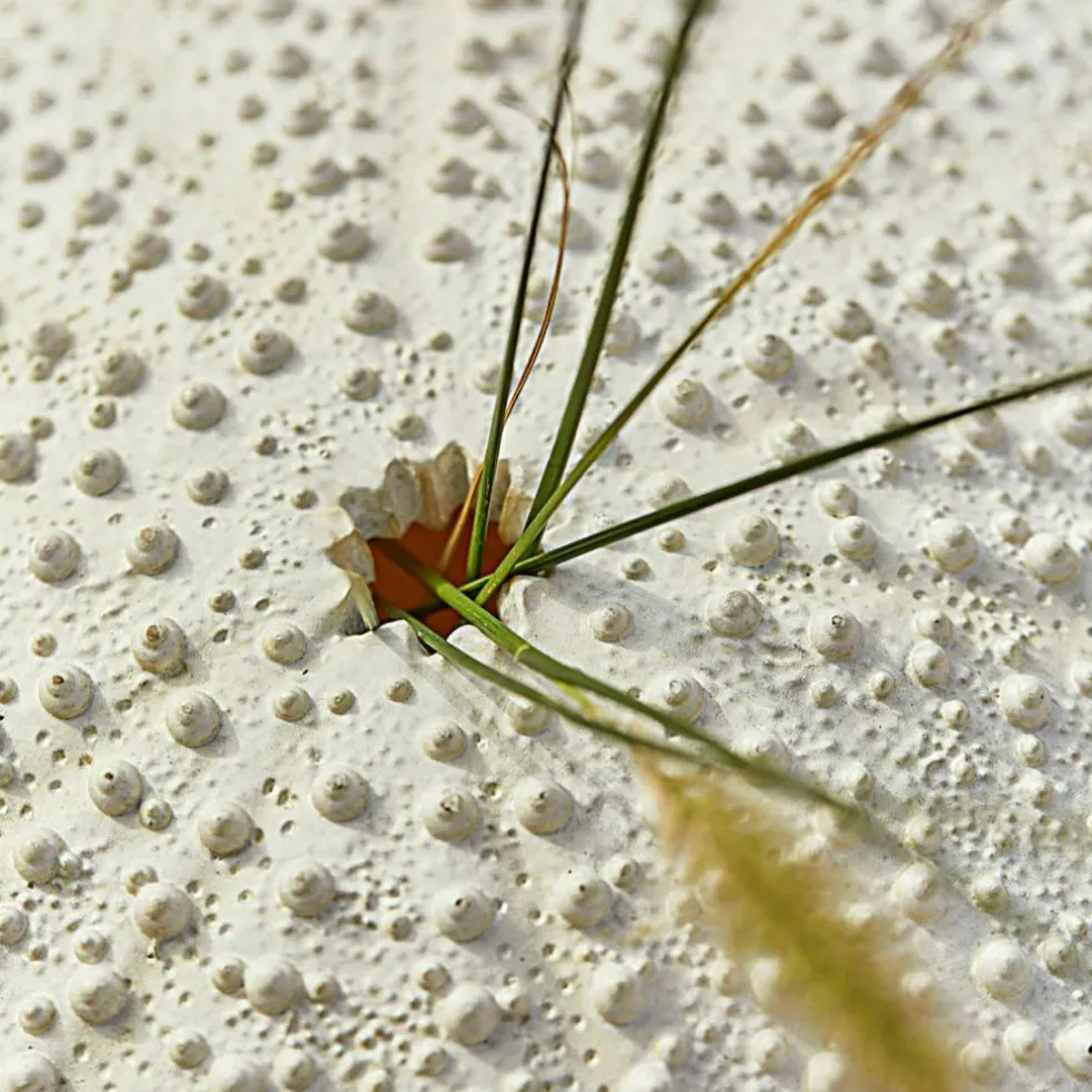 Lot de deux oursins décoratifs Kimbar