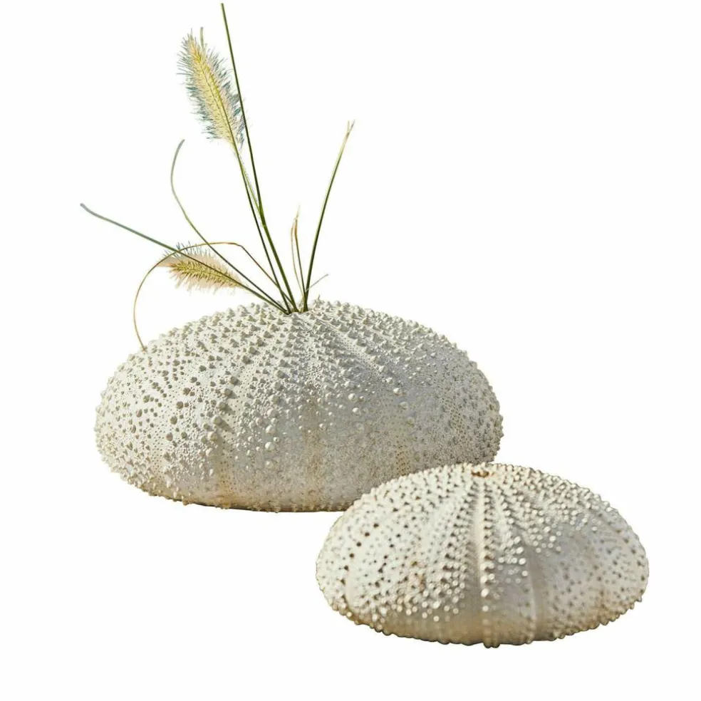 Lot de deux oursins décoratifs Kimbar