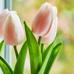Lot de deux pots de tulipes décoratives Zéphine