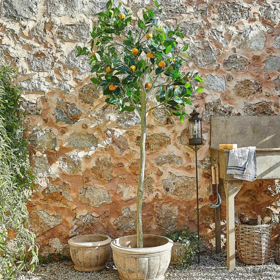 Plante décorative Delbart