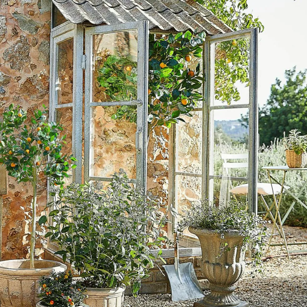 Plante décorative Delbart