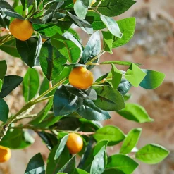 Plante décorative Delbart