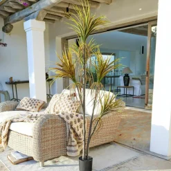 Plante décorative en pot Ancerac