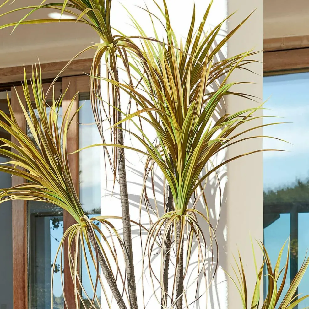 Plante décorative en pot Ancerac