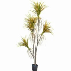 Plante décorative en pot Ancerac