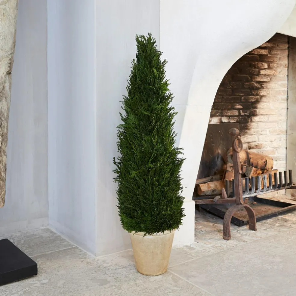 Plante décorative en pot Arras