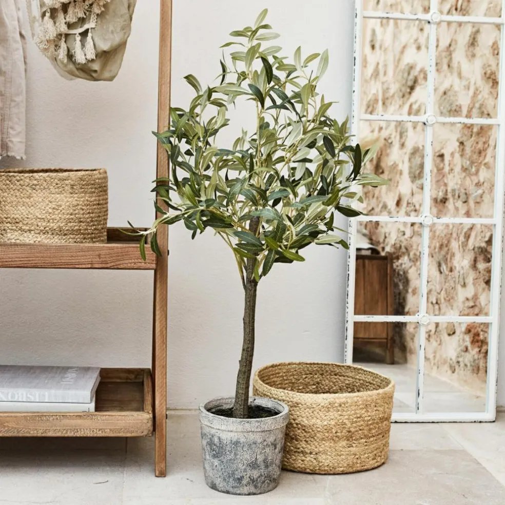 Plante décorative en pot Mariuccia