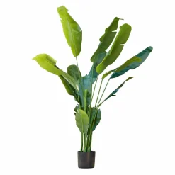 Plante décorative Lennidas